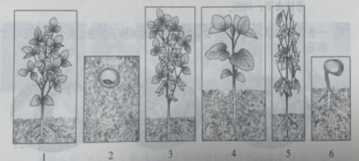 （单选题）将下面图片按照植物的生长过程排序（ ）。